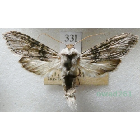 Cucullia absinthii (Linnaeus, 1761) Kapturnica piołunówka Czech33l